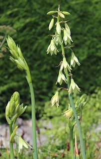 Galtonia viridis - 8cm pot 